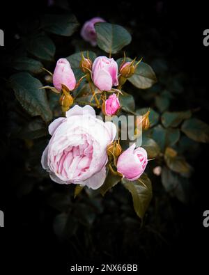 Elegante e affascinante fiore chiamato Hans Gönewein rosa. Fiore pallido splendidamente fiorito con petali rosa chiaro. Rosa bella e romantica. Foto Stock