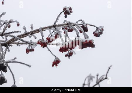 Bacche rosse gelide d'inverno, ciclicini appesi coperti di ghiaccio da una tempesta di ghiaccio. Un ramo dopo la pioggia gelida. Foto Stock