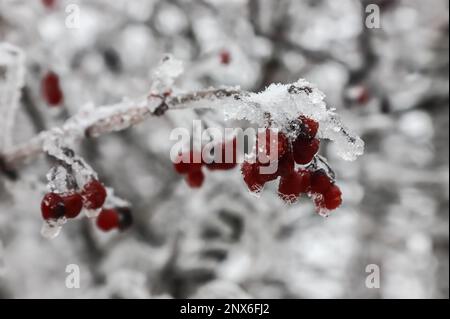 Bacche rosse gelide d'inverno, ciclicini appesi coperti di ghiaccio da una tempesta di ghiaccio. Un ramo dopo la pioggia gelida. Foto Stock