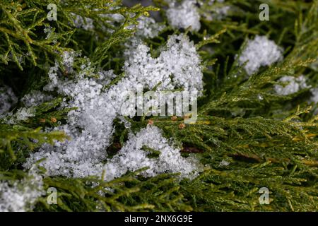 bellissimi rami di thuja verde coperti di neve. Verde pianta sfondo inverno. Foto Stock