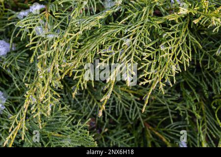 bellissimi rami di thuja verde coperti di neve. Verde pianta sfondo inverno. Foto Stock