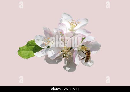 Ramo di melo in fiore. Foto Stock