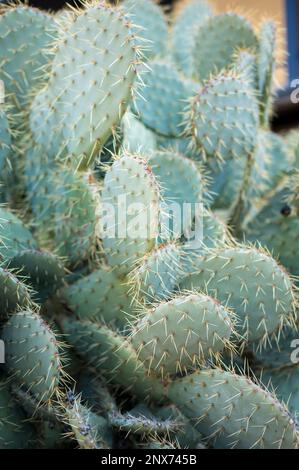 Scultura vivente della natura: Uno sguardo ravvicinato all'affascinante mondo delle cactus Foto Stock