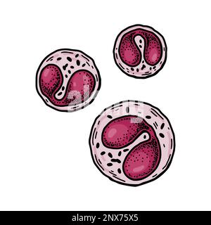 Leucociti eosinofili isolati su sfondo bianco. Illustrazione vettoriale per microbiologia scientifica disegnata a mano in stile schizzo Illustrazione Vettoriale