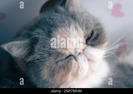 Esotico gatto shorthair dormire accanto a una finestra. in un soggiorno. Ora del giorno. Nessuna gente. Foto Stock