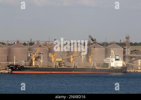 ODESSA, UCRAINA - 09 agosto 2021: Carico di grano in stive di nave da carico marittimo su una linea automatica in porto marittimo da silos di deposito di grano. BUN carico alla rinfusa Foto Stock