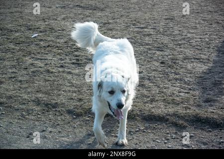 I grandi Pirenei camminano felicemente intorno al parco dei cani Foto Stock