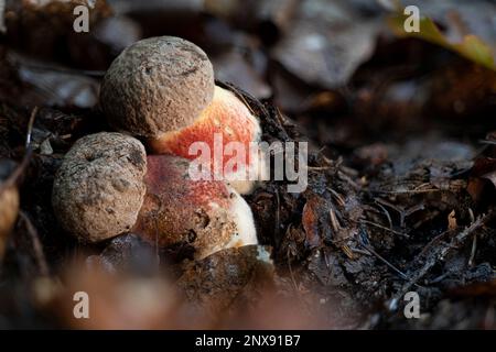 Due funghi porcini amari di faggio (Caloboletus calopus). Un fungo bolete molto amaro e leggermente velenoso. Foto Stock