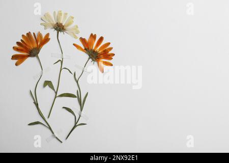 Fiori di crisantemo secchi spremuto selvatico su sfondo bianco, spazio per il testo. Bellissimo erbario Foto Stock