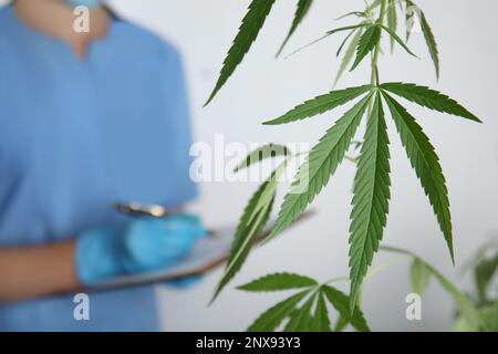 Medico che lavora in laboratorio, concentrarsi sulle foglie. Cannabis medica Foto Stock