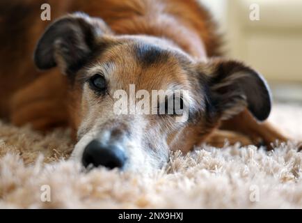 Cane che riposa Foto Stock