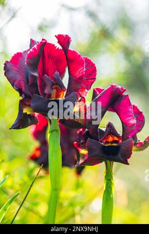 Argaman Iris selvaggio o atropurpurea Iris o Iris costiero fiorire nel campo primaverile. I fiori possono essere nelle tonalità di scintille da rosso-marrone, borgogna, pur scuro Foto Stock