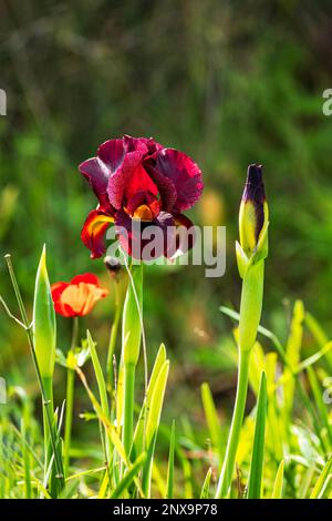 Argaman Iris selvaggio o atropurpurea Iris o Iris costiero fiorire nel campo primaverile. I fiori possono essere nelle tonalità di scintille da rosso-marrone, borgogna, pur scuro Foto Stock