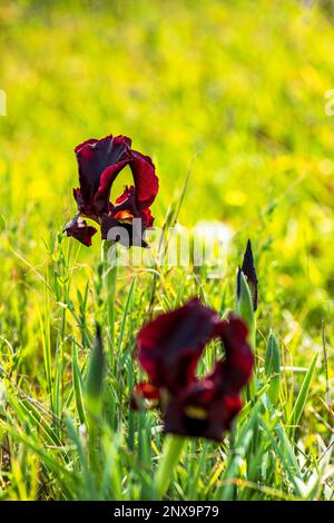 Argaman Iris selvaggio o atropurpurea Iris o Iris costiero fiorire nel campo primaverile. I fiori possono essere nelle tonalità di scintille da rosso-marrone, borgogna, pur scuro Foto Stock