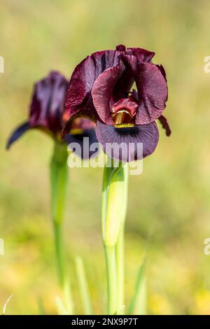 Argaman Iris selvaggio o atropurpurea Iris o Iris costiero fiorire nel campo primaverile. I fiori possono essere nelle tonalità di scintille da rosso-marrone, borgogna, pur scuro Foto Stock