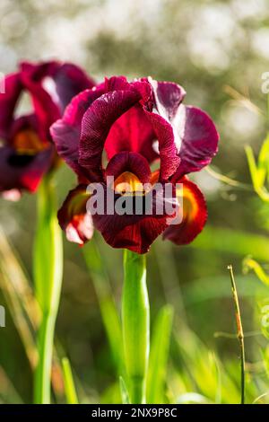 Argaman Iris selvaggio o atropurpurea Iris o Iris costiero fiorire nel campo primaverile. I fiori possono essere nelle tonalità di scintille da rosso-marrone, borgogna, pur scuro Foto Stock