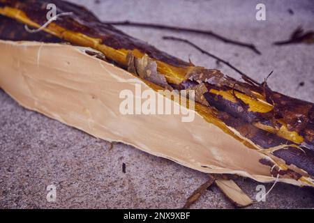 Hanji, carta tradizionale coreana, bambola di carta fatta a mano da gelsi Foto Stock