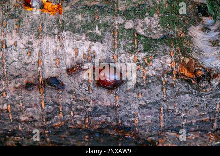 Giallo ambra goccia di resina, primo piano gengiva su un albero da frutto, fenomeno naturale sfondo Foto Stock