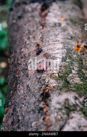 Giallo ambra goccia di resina, primo piano gengiva su un albero da frutto, fenomeno naturale sfondo Foto Stock