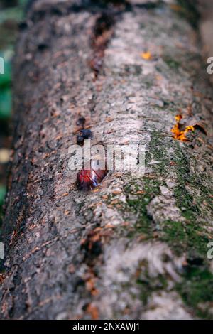 Giallo ambra goccia di resina, primo piano gengiva su un albero da frutto, fenomeno naturale sfondo Foto Stock