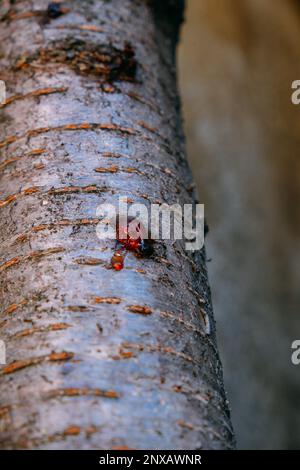 Giallo ambra goccia di resina, primo piano gengiva su un albero da frutto, fenomeno naturale sfondo Foto Stock