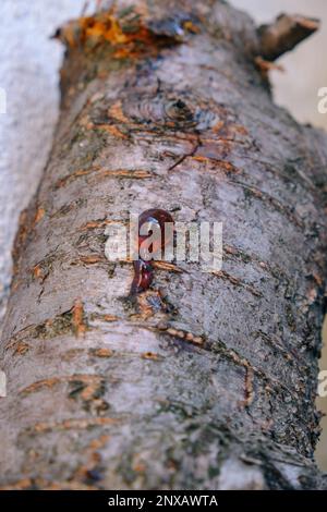 Giallo ambra goccia di resina, primo piano gengiva su un albero da frutto, fenomeno naturale sfondo Foto Stock