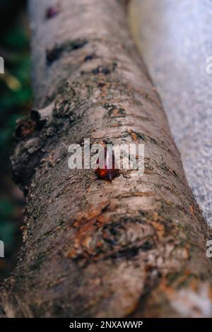 Giallo ambra goccia di resina, primo piano gengiva su un albero da frutto, fenomeno naturale sfondo Foto Stock