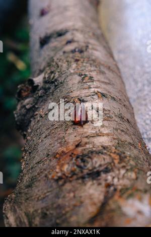 Giallo ambra goccia di resina, primo piano gengiva su un albero da frutto, fenomeno naturale sfondo Foto Stock