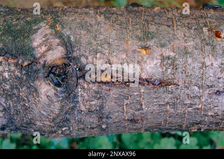 Giallo ambra goccia di resina, primo piano gengiva su un albero da frutto, fenomeno naturale sfondo Foto Stock