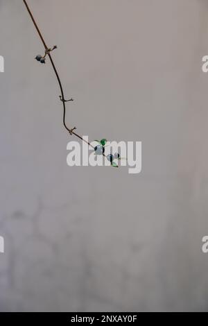 Lonicera japonica, Black Berries su una vite giapponese selvatica Honeysuckle in autunno, composto di Loniflavone, frutti tossici di Honeysuckle a bacca nera Foto Stock