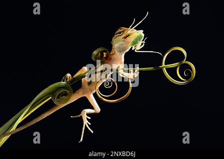 Primo piano di una lucertola su un tendolo a spirale che mangia una mantide orchidea, Indonesia Foto Stock