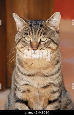 Gatto Tabby seduto all'aperto dalla parte anteriore Foto Stock