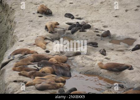 Leoni marini nell'area protetta di ​​Punta Loma, Puerto Madryn. Riserva Punta Loma Lobería Foto Stock