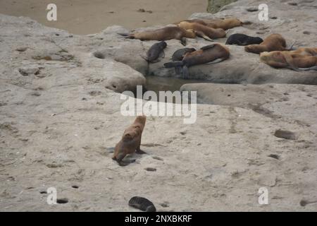 Leoni marini nell'area protetta di ​​Punta Loma, Puerto Madryn. Riserva Punta Loma Lobería Foto Stock