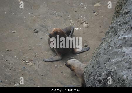 Leoni marini nell'area protetta di ​​Punta Loma, Puerto Madryn. Riserva Punta Loma Lobería Foto Stock