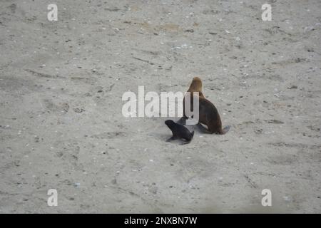 Leoni marini nell'area protetta di ​​Punta Loma, Puerto Madryn. Riserva Punta Loma Lobería Foto Stock