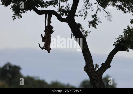 uccisione del leopardo Foto Stock