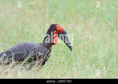 Massa meridionale hornbill Foto Stock