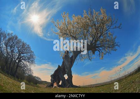 Albero singolo sul campo contro il cielo il potere della rinascita Foto Stock
