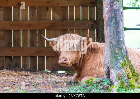 Mucca delle Highland in una fattoria Foto Stock
