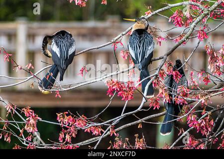 Anhinga (conosciuta anche come tacchini d'acqua, uccelli da serpente o darter americani) in un albero fiorente al Bird Island Park a Ponte Vedra Beach, Florida. (USA) Foto Stock