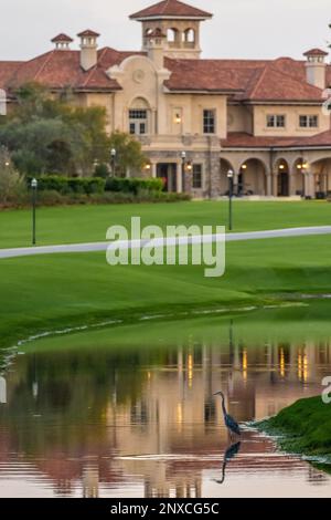 Grande airone blu che guadi in un canale lungo IL CAMPO DA GOLF PLAYERS Stadium al TPC Sawgrass a Ponte Vedra Beach, Florida. (USA) Foto Stock