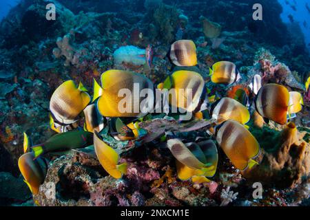 Il pesce farfalla di Klein, e altre specie, si nutrono di uova demersali di pesce farfalla su una barriera corallina in Indonesia. I pesci farfalla di solito si nutrono di polipi di corallo. Foto Stock