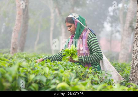 Dhaka, Bangladesh - 23 dicembre 2022: Immagini di giardino del tè e giardino del tè povere donne operatrici a Sreemangal, Sylhet, Bangladesh. Foto Stock