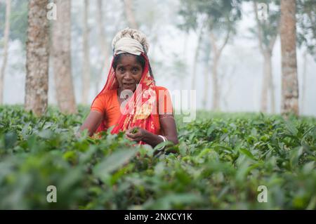 Dhaka, Bangladesh - 23 dicembre 2022: Immagini di giardino del tè e giardino del tè povere donne operatrici a Sreemangal, Sylhet, Bangladesh. Foto Stock
