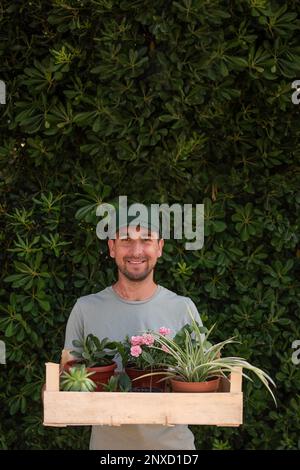 L'uomo giardiniere in tappo verde tiene la scatola di legno con le piante di casa di fronte a vita recinto sempreverde Phillyrea latifolia. Consegna di giovani pianta dalla pianta n Foto Stock