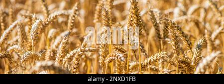 grano in un campo prima di raccolto Foto Stock