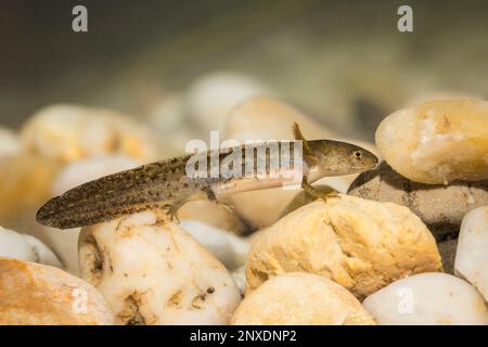 Teichmolch-larve, Lissotriton vulgaris, liscio nuovo Foto Stock