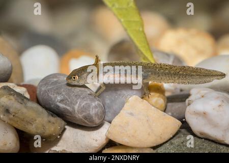 Teichmolch-larve, Lissotriton vulgaris, liscio nuovo Foto Stock