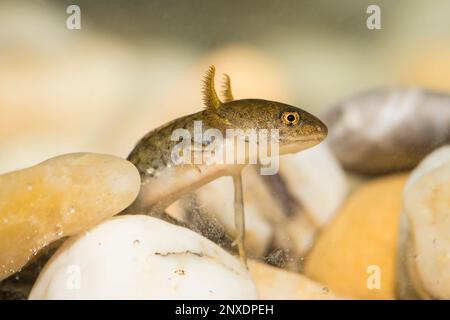 Teichmolch-larve, Lissotriton vulgaris, liscio nuovo Foto Stock